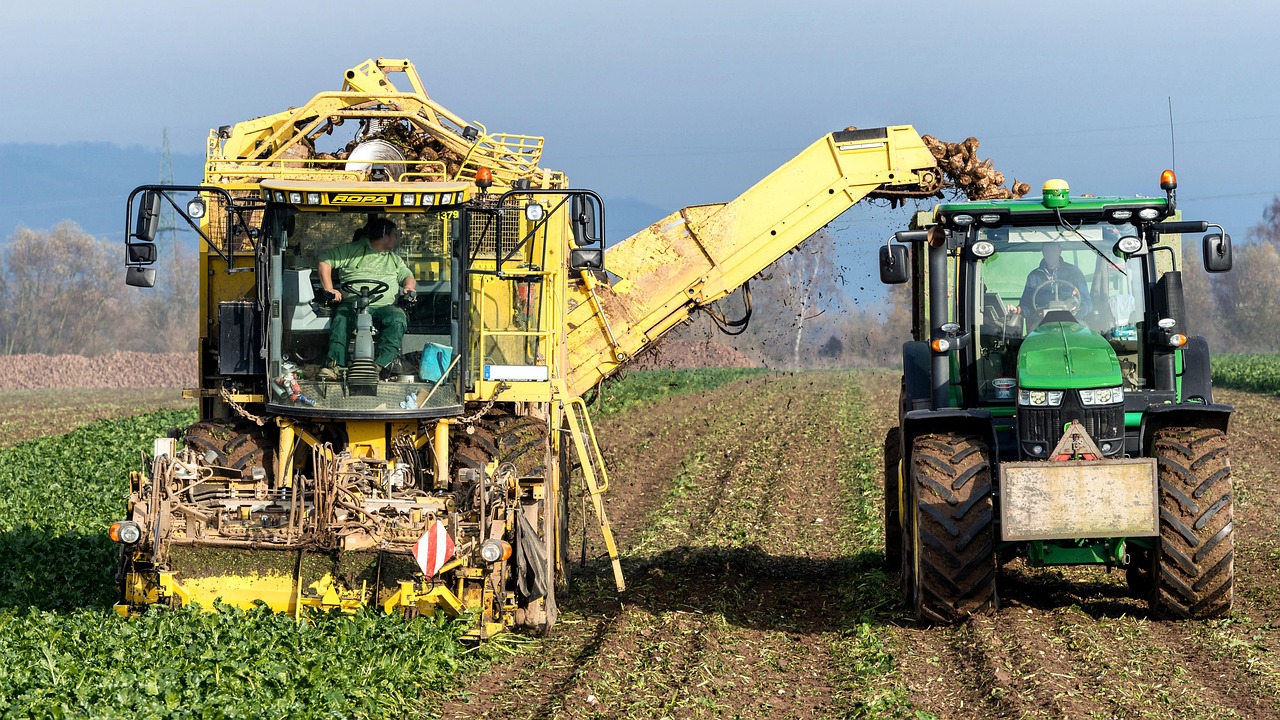 Turnip, vegetables, harvest — AI Chat Site for Interactive Discussions