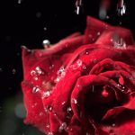flower choices for romance