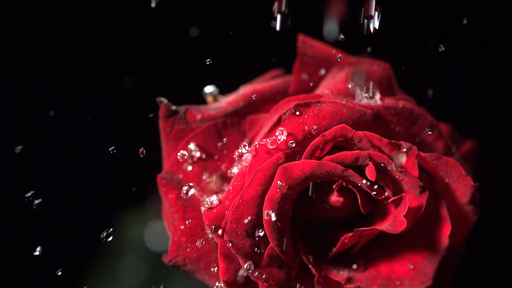 flower choices for romance